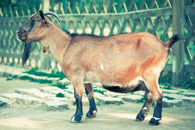 How can you encourage your goats to drink more water