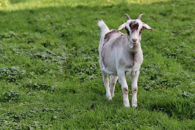 How often do I feed my goats with parsley