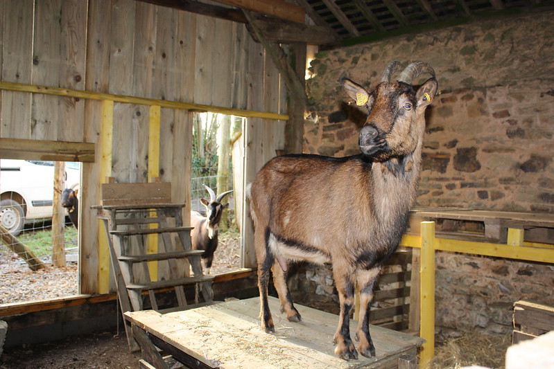 Pros and cons of using pressure-treated wood for goat shelters