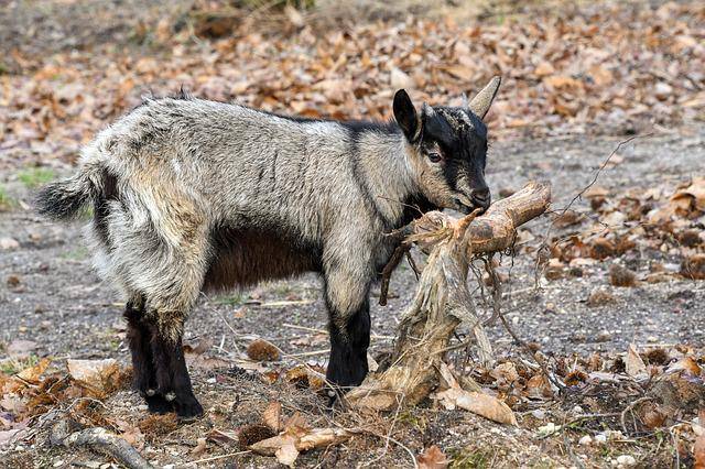 What are some tips for feeding baby goats solid food