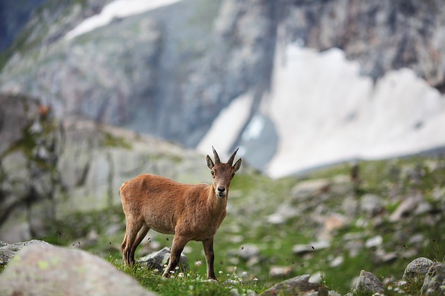 What factors influence a goat's lifespan