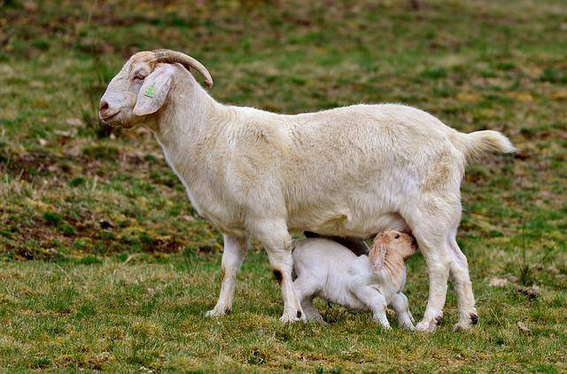 What type of food do baby goats eat