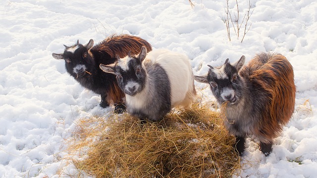 what are the benefits of Bermuda hay for goats?