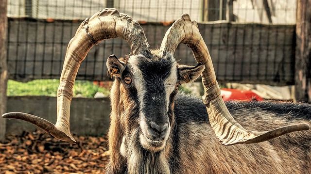 how to protect your goat from fox in the farm