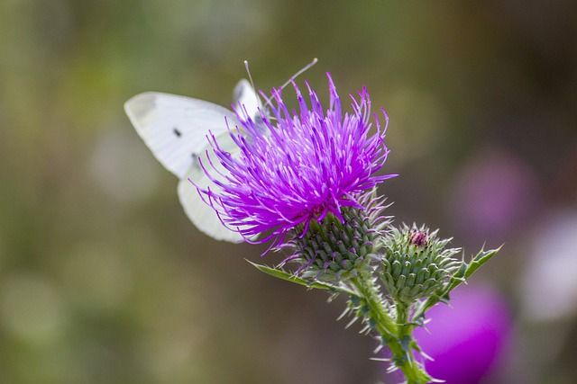 is bull thistle safe for goats