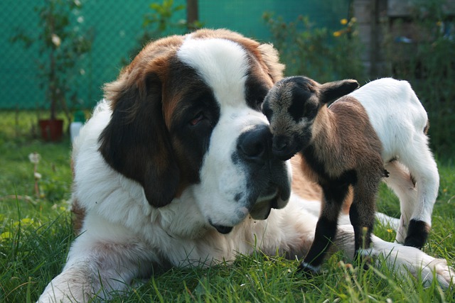 is dog food safe for goats