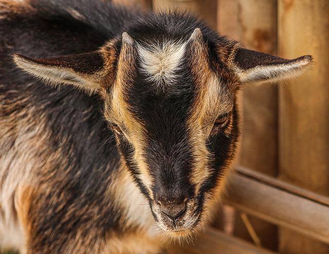 do goats sleep at night