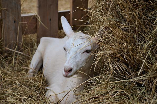 tips for feeding hay to goats