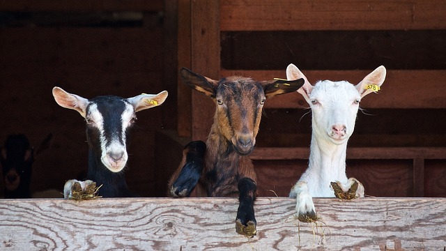 types of goat fencing