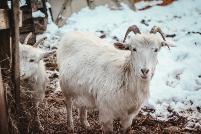 How do I know if my goat is cold