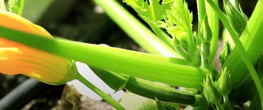 How much zucchini can a goat eat in a day