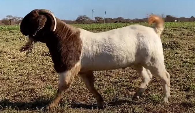 boer goats