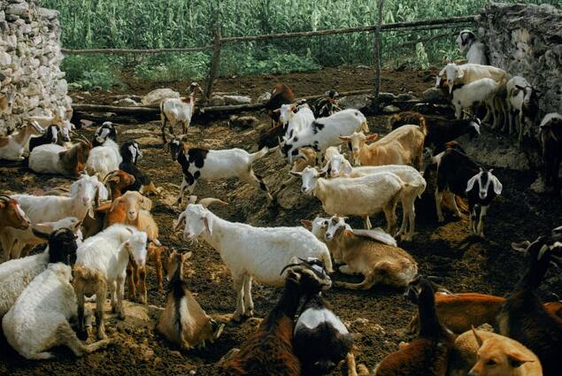 keep goats from escaping in the fence