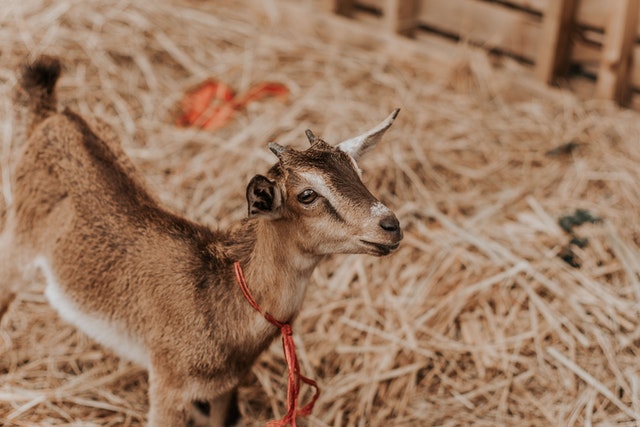 straw bedding for goats