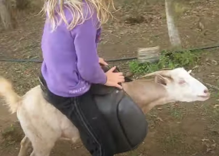 who can ride on goats